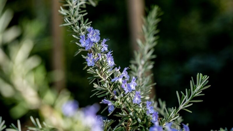 Tinh dầu hương thảo được chiết xuất từ cây Rosmarinus officinalis