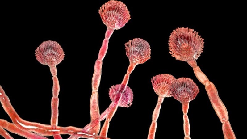 Tinh dầu hương thảo có khả năng kháng nấm Aspergillus flavus