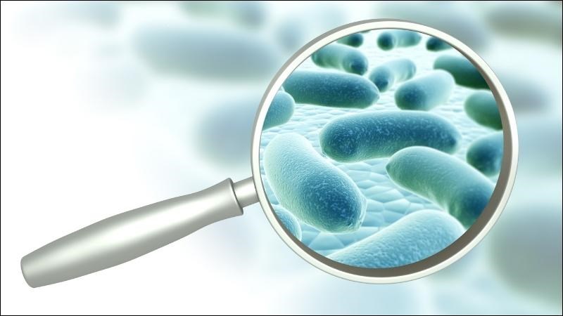 Bệnh Whitmore là một bệnh truyền nhiễm cấp tính do vi khuẩn B.pseudomallei gây ra