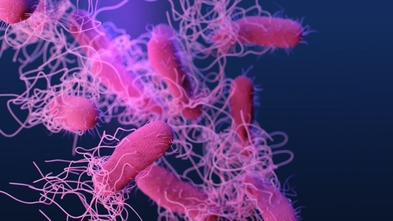 Chống lại vi khuẩn và virus là tác dụng tuyệt vời mà cà rốt mang đến cho con người