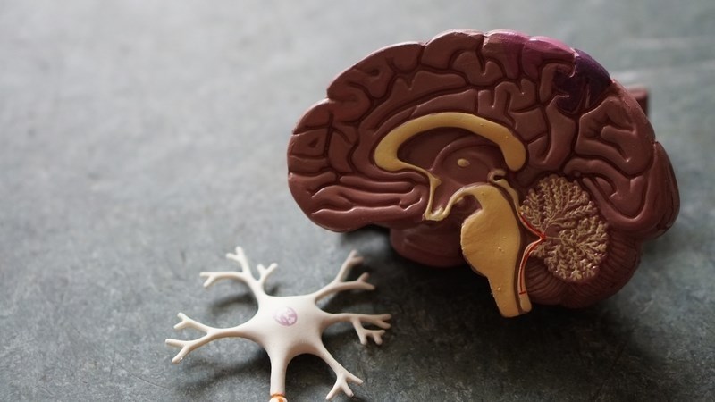 Nấm hầu thủ giúp phục hồi các neuron thần kinh ở bệnh nhân Alzheimer