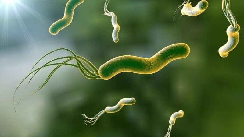 Nấm hầu thủ có đặc tính kháng lại Helicobacter pylori