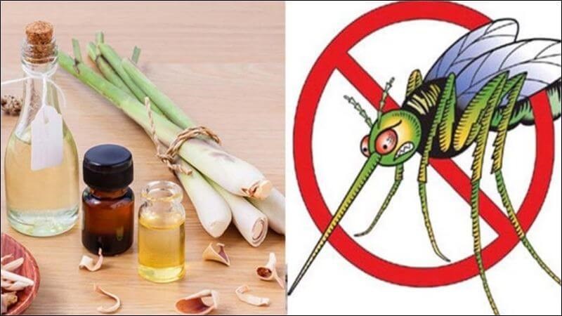 Tinh dầu sả, bưởi giúp đuổi muỗi