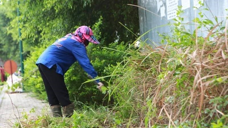 Phát quang bụi rậm để không có môi trường sống của muỗi 