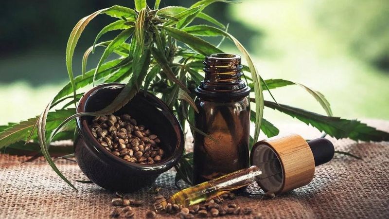 Cây gai dầu cùng họ với cần sa nhưng an toàn và có nhiều công dụng hơn