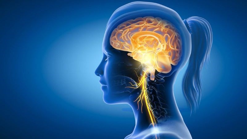 Hàm lượng omega 3, omega 6 trong hạt gai dầu giúp hỗ trợ phát triển tế bào thần kinh