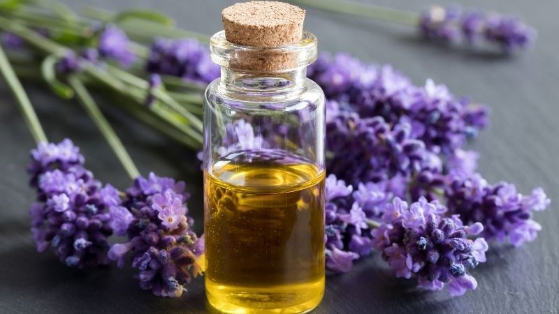 Dầu hoa oải hương hạn chế sự phát triển của rận mu