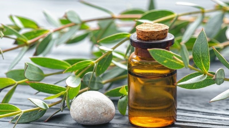 Dầu khuynh diệp hạn chế quá trình viêm do rận mu gây ra