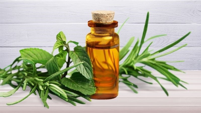 Tinh dầu trà có tính chất sát trùng mạnh
