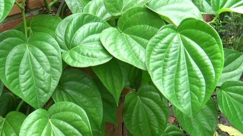 Hơ lá trầu không qua lửa rồi đắp lên mắt trong 10 phút