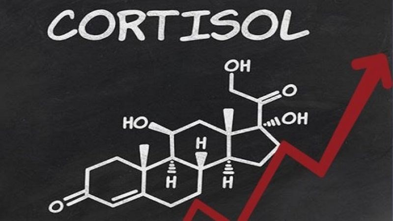 Lượng hormone cortisol tăng cao khi có stress