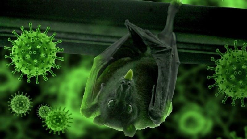 Virus Nipah được phát hiện lần đầu vào năm 1999