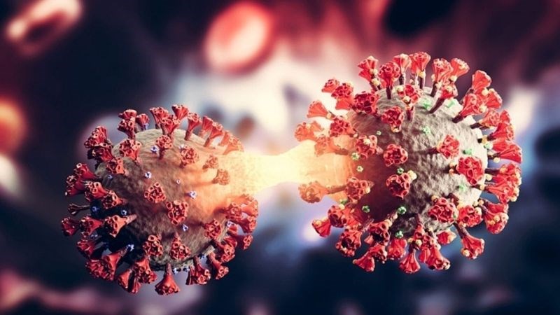 Cả virus Nipah và SARS-COV-2 đều gây nên các triệu chứng tương tự nhau