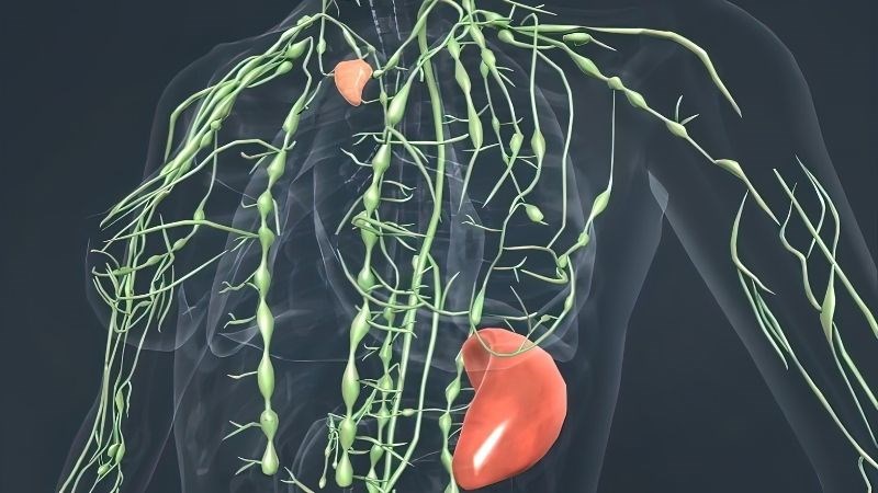 Viêm hạch bạch huyết là tình trạng phì đại hạch bạch huyết do nhiễm trùng