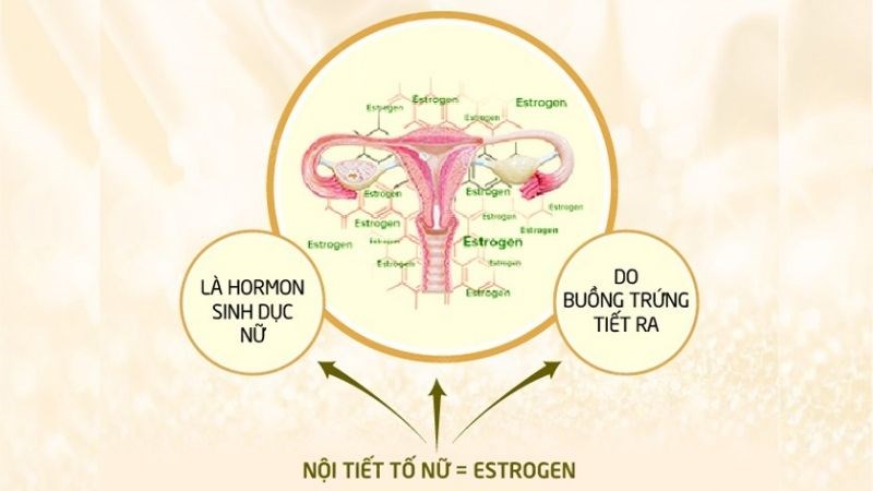 Nguyên nhân u xơ tuyến vú được cho là sự nhạy cảm quá mức với hormone estrogen