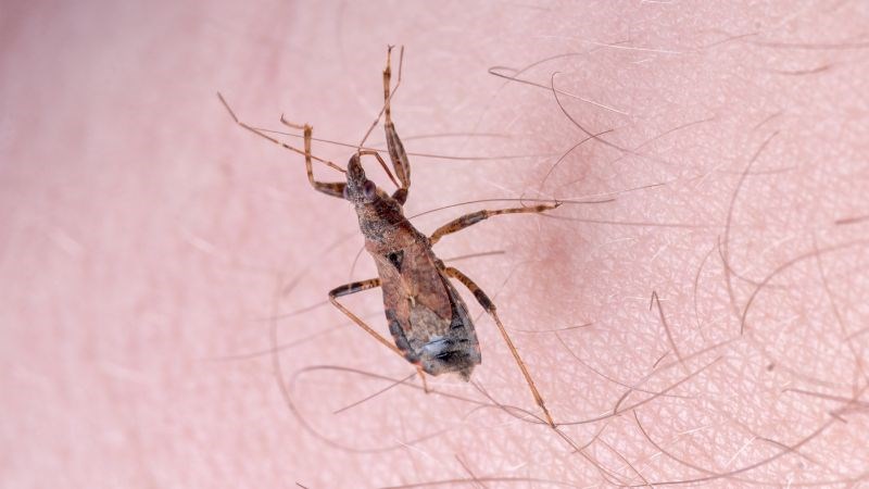Bệnh Chagas do ký sinh trùng Trypanosoma cruzi gây ra