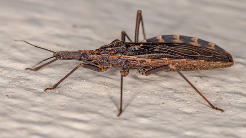 Bệnh Chagas là một bệnh truyền nhiễm do ký sinh trùng Trypanosoma cruzi gây ra