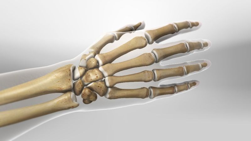 Bàn tay có một cấu trúc phức tạp giúp thực hiện các động tác tinh vi Bàn tay có một cấu trúc phức tạp giúp thực hiện các động tác tinh vi