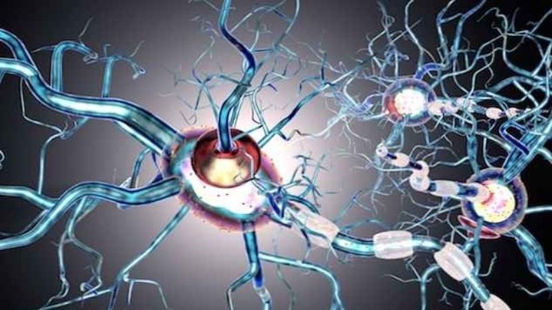 Bệnh Huntington là bệnh lý liên quan đến thoái hóa các tế bào thần kinh