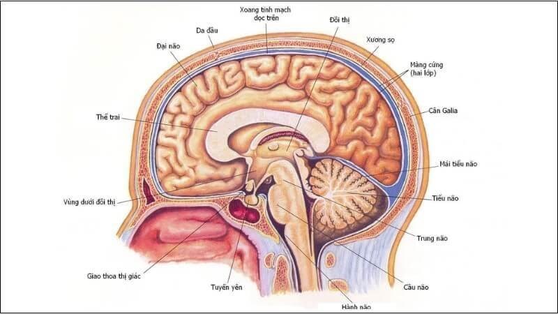 U tuyến yên chèn lên não gây ra các triệu chứng nghiêm trọng