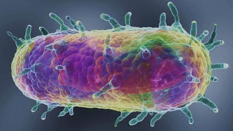 Dịch hạch là bệnh truyền nhiễm nguy hiểm do vi khuẩn Yersinia pestis gây ra