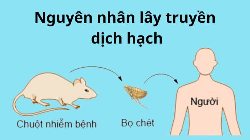 Dịch hạch lây chủ yếu do bọ chét cắn chuột gây bệnh rồi lây bệnh sang người