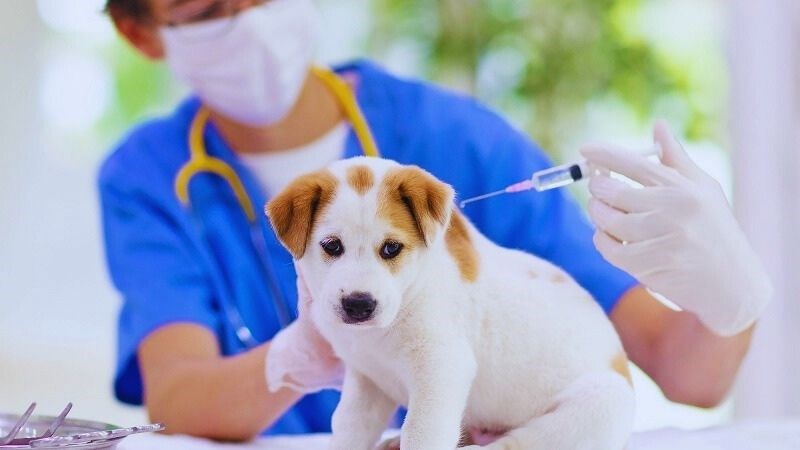 Thực hiện tiêm phòng cho thú cưng đúng theo lịch