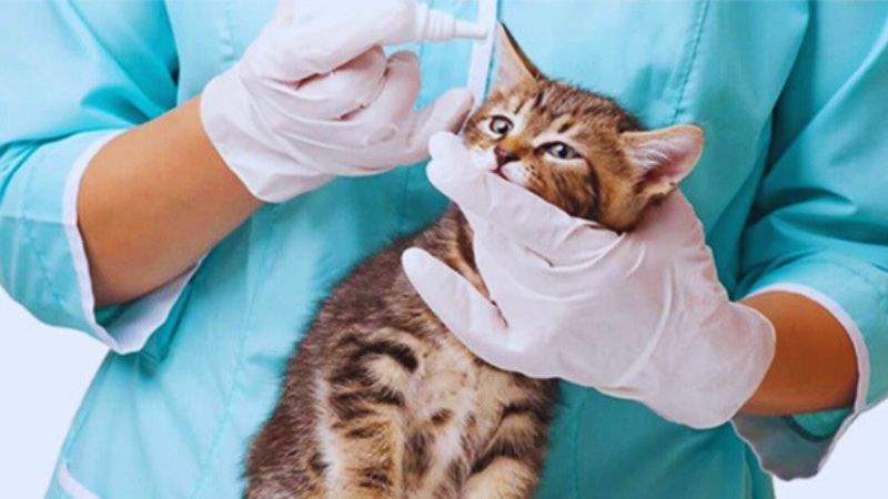 Bác sĩ thú y có thể là đối tượng hay phơi nhiễm virus dại