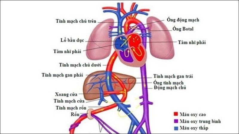 Tắc nghẽn tĩnh mạch chủ là biến chứng của nang gan
