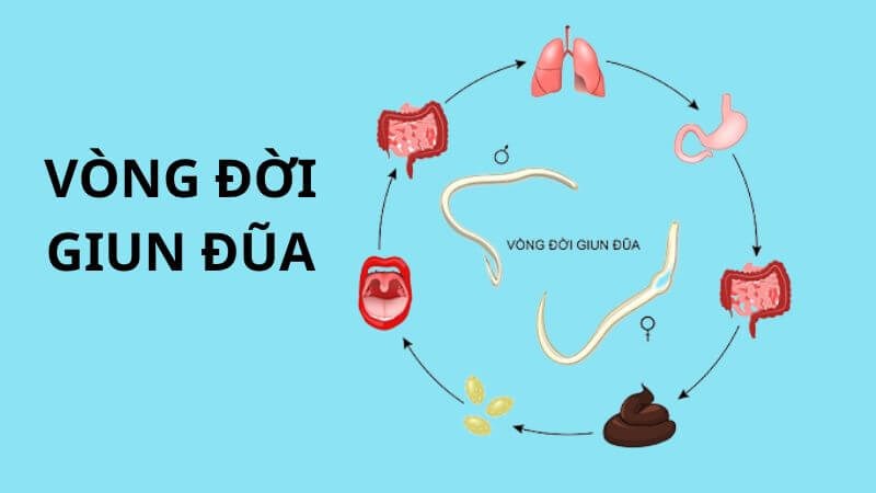 Vòng đời của giun đũa có 4 giai đoạn