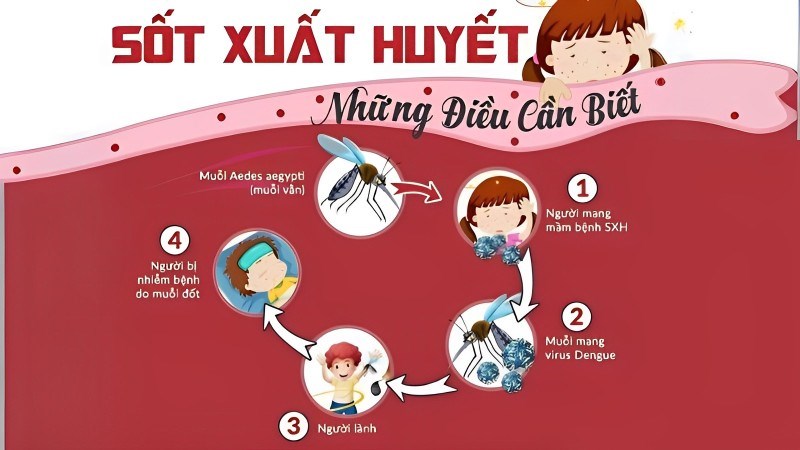 Muỗi truyền virus từ người bệnh sang người bình thường
