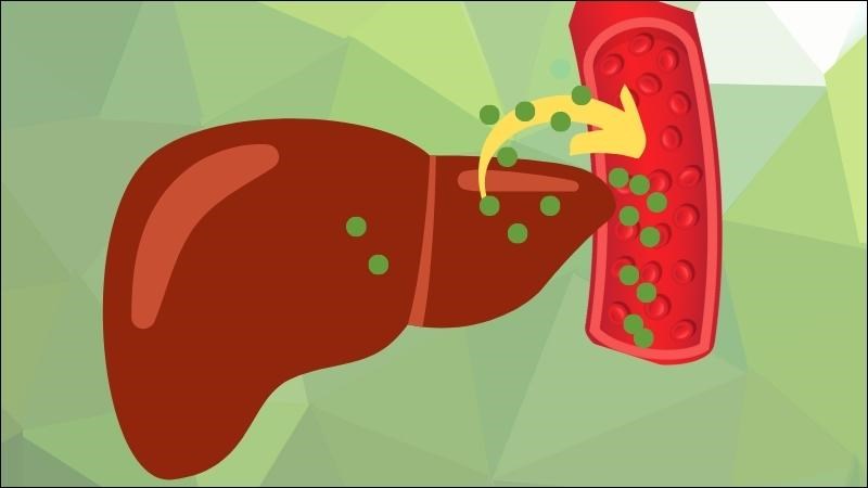 Men gan là các enzym giúp gan thực hiện chức năng tổng hợp và chuyển hóa