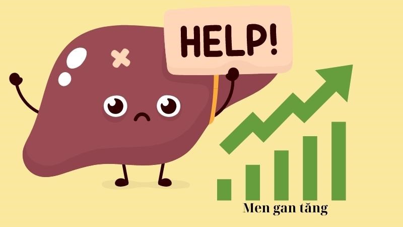 Men gan tăng thể hiện tình trạng tế bào gan bị tổn thương hoặc viêm