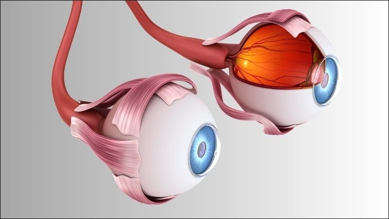 Cấu tạo của mắt gồm 3 phần chính Cấu tạo của mắt gồm 3 phần chính
