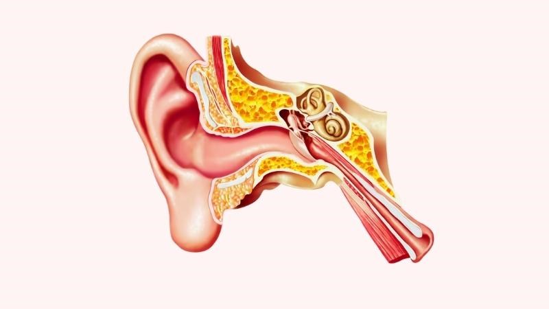 Các khối u trong NF2 chủ yếu nằm trên dây thần kinh tiền đình ốc tai Các khối u trong NF2 chủ yếu nằm trên dây thần kinh tiền đình ốc tai