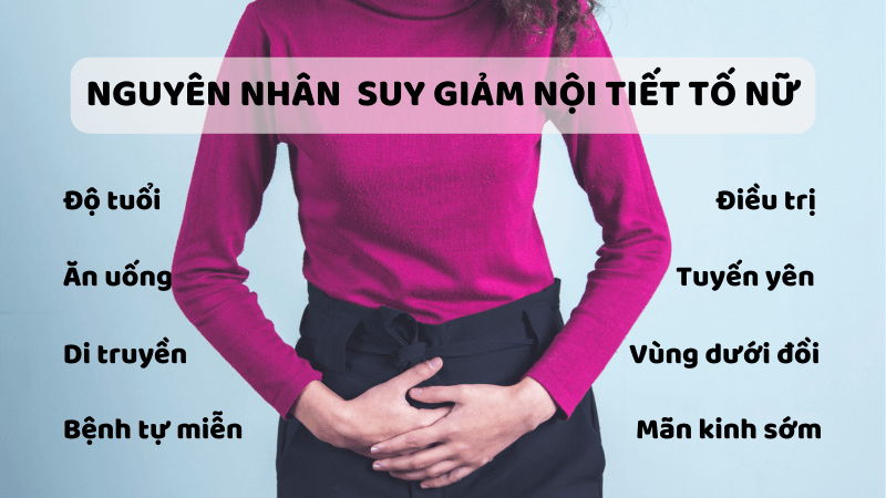 Nội tiết tố nữ giữ vai trò điều hòa, phát triển sinh dục và các chức năng sinh lí