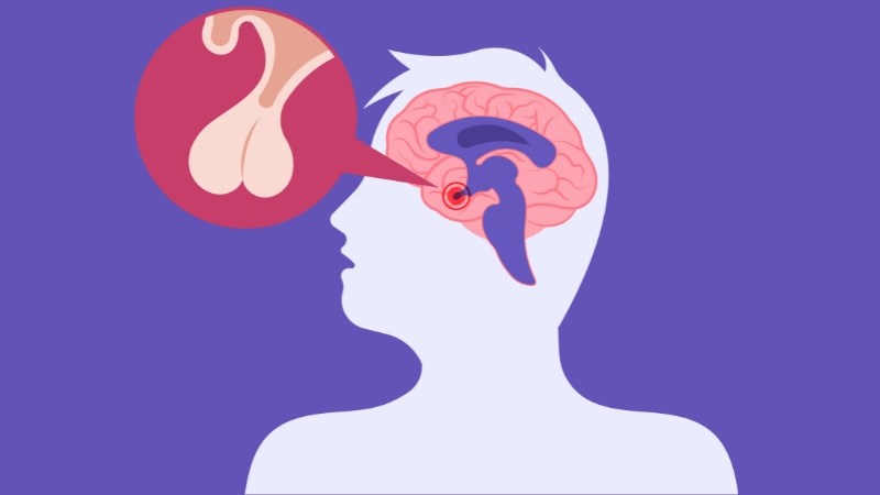 Tuyến yên có vai trò điều hòa các cơ quan và tuyến nội tiết trong cơ thể