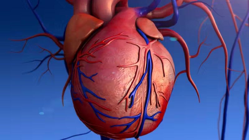 Suy tim phải là một biến chứng nặng nề của bệnh hở van động mạch phổi Suy tim phải là một biến chứng nặng nề của bệnh hở van động mạch phổi