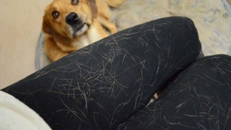 Chất gây dị ứng từ mèo và chó được tìm thấy trong tế bào da, nước bọt, nước tiểu, mồ hôi và trên lông của chúng