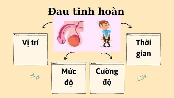 Đau tinh hoàn là vị trí đau ở tinh hoàn Đau tinh hoàn là vị trí đau ở tinh hoàn
