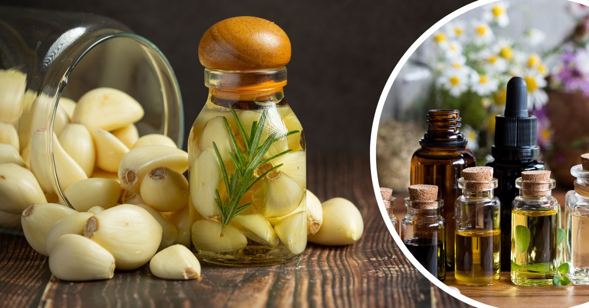 Gợi ý cho mẹ cách làm tinh dầu tỏi tại nhà cực đơn giản
