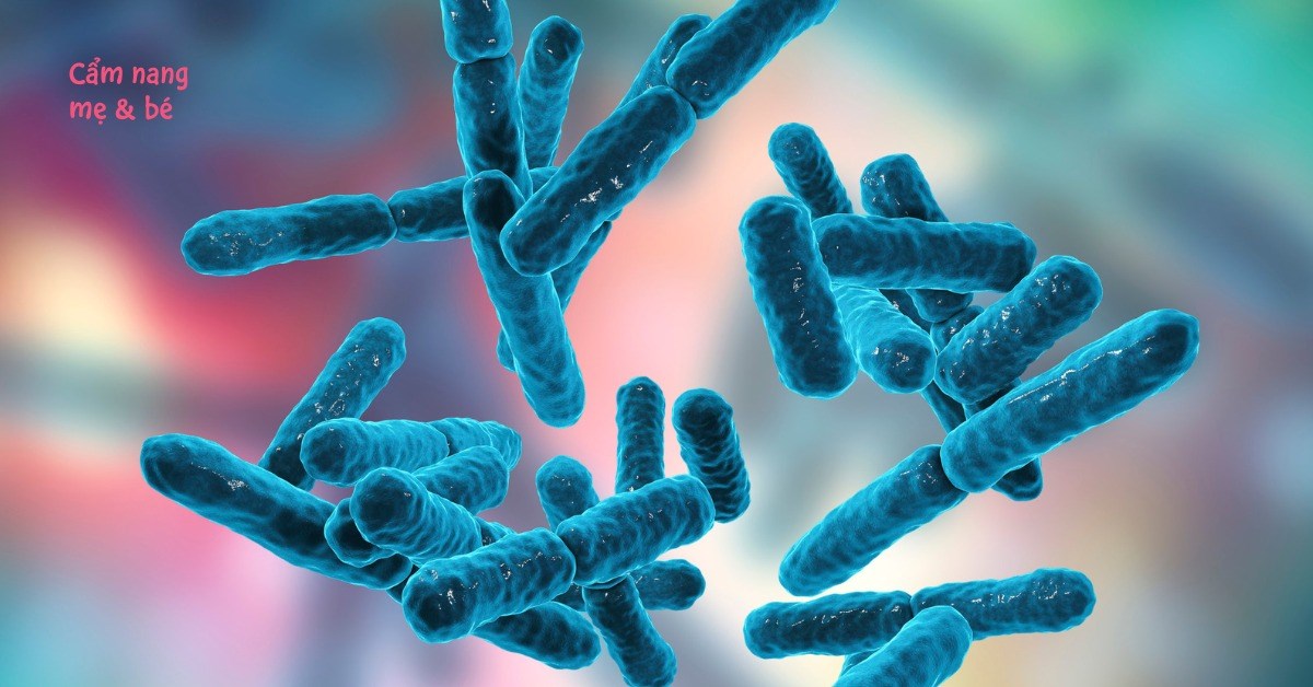 Lợi khuẩn Bifidobacterium là gì? Có vai trò gì với hệ tiêu hoá?
