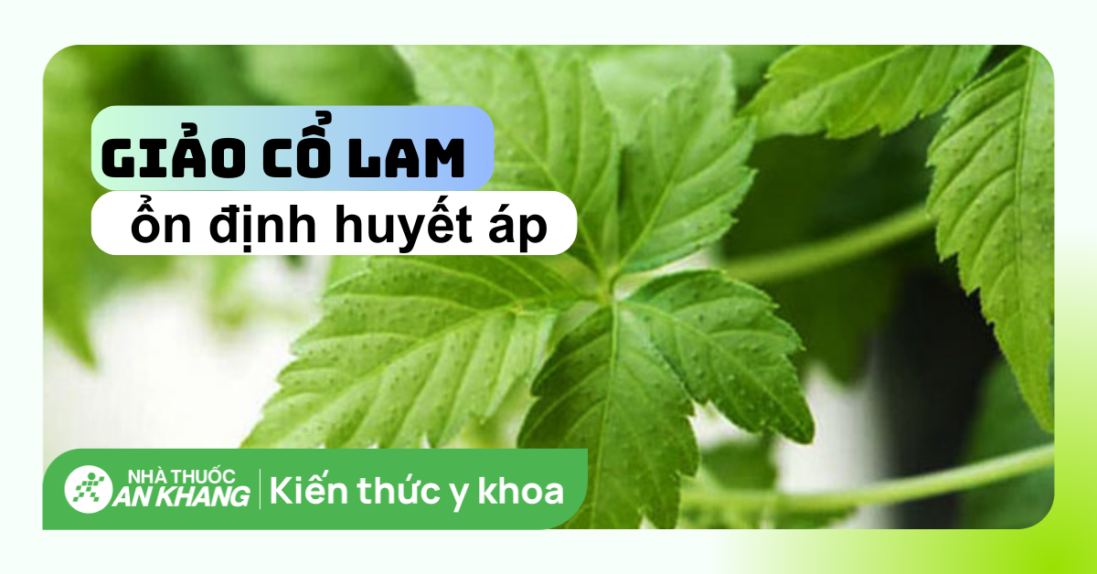 Cập nhật huyết áp thấp có uống được giảo cổ lam không những điều cần biết