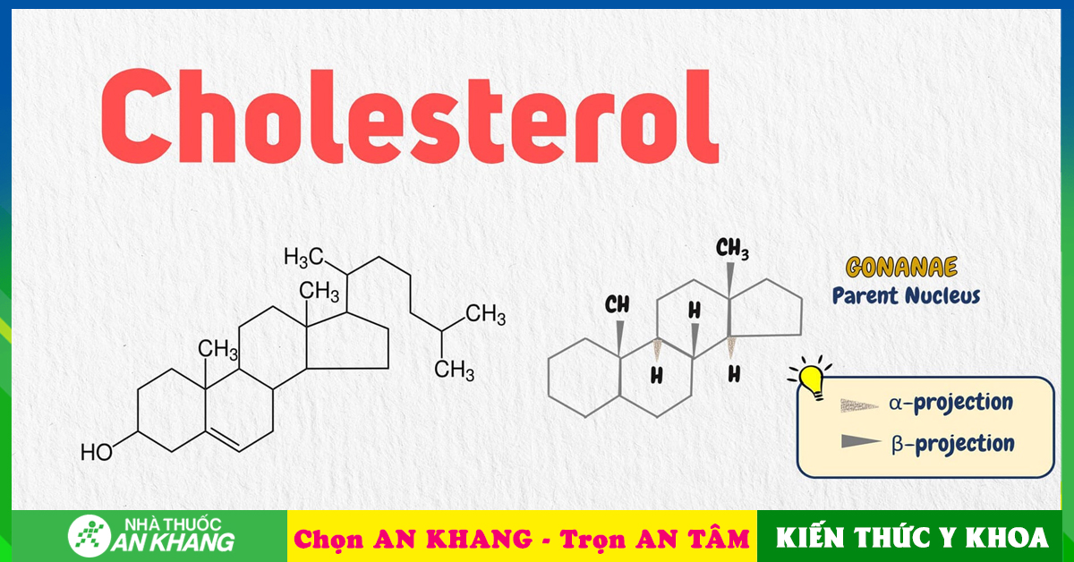 Chức năng của cholesterol trong cơ thể là gì?

