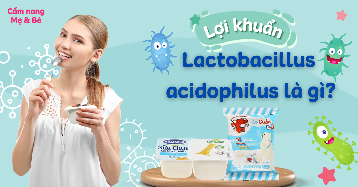 Lợi khuẩn Lactobacillus acidophilus là gì? Công dụng và vai trò