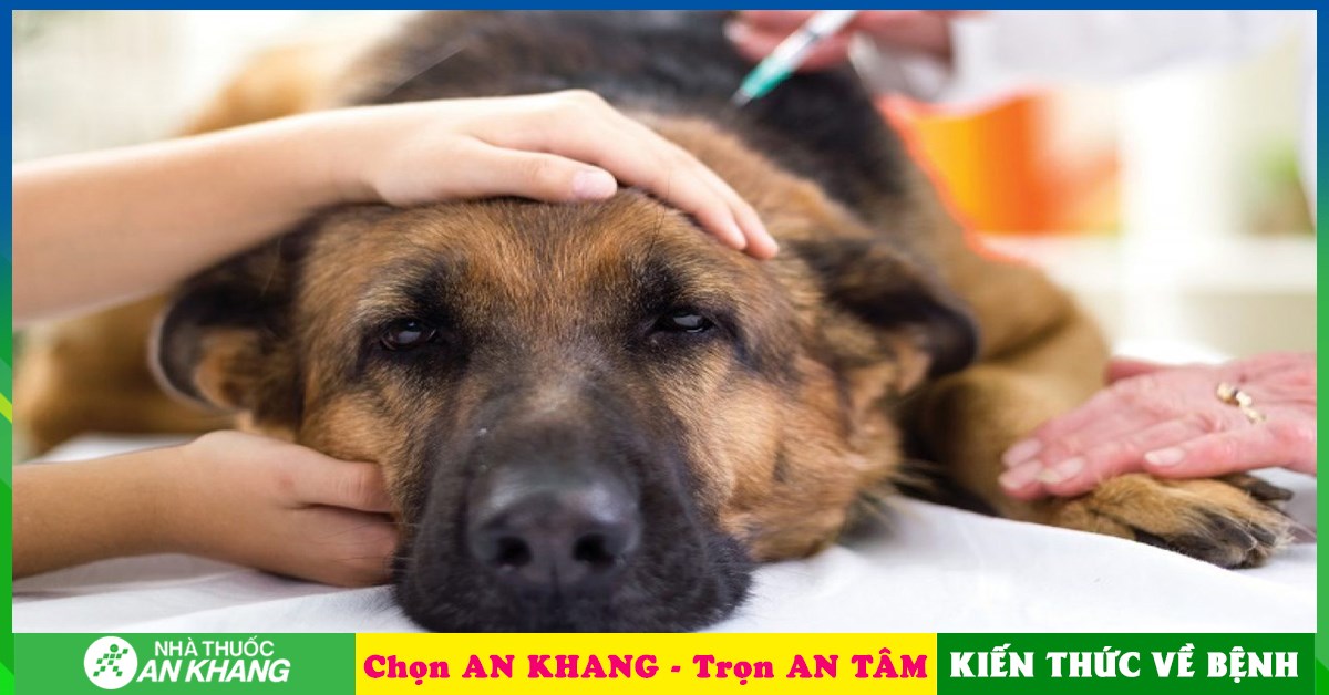 Có phương pháp điều trị nào cho chó bị nhiễm trùng máu không?
