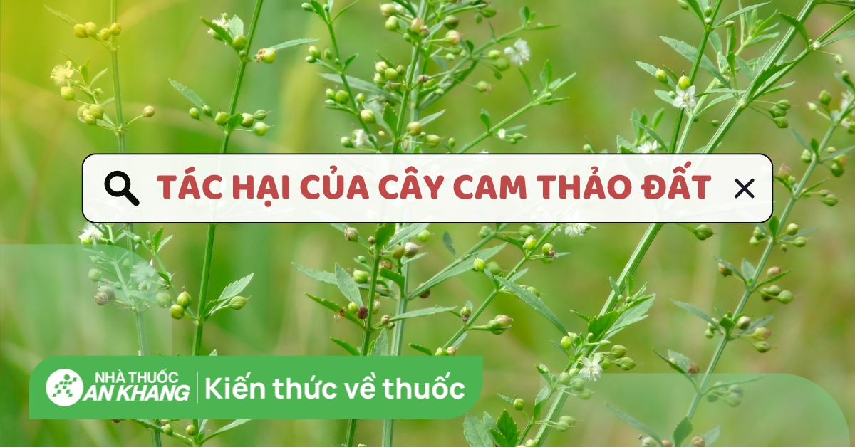 Cảnh báo 8 tác hại của cây cam thảo đất không thể chủ quan