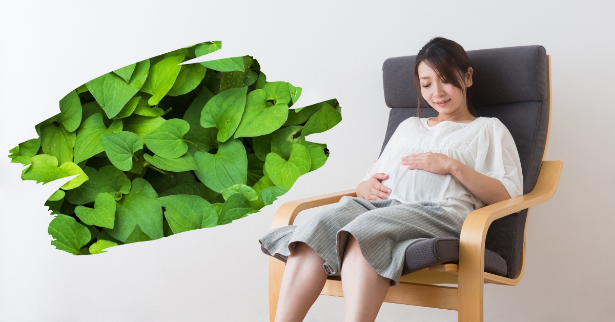 Mẹ bầu ăn rau diếp cá được không? 7+ lợi ích bất ngờ khi bà bầu ăn rau diếp cá