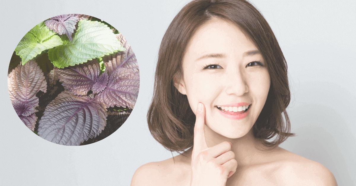 Mách mẹ cách làm mặt nạ lá tía tô đầy đủ nhất