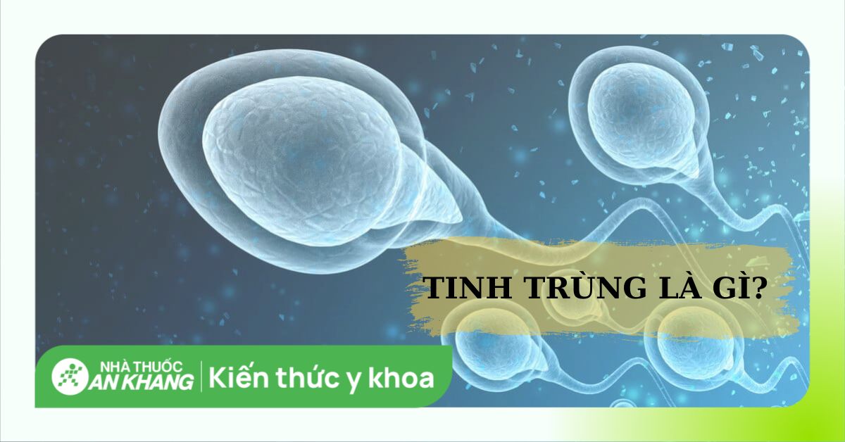 Tinh trùng là gì? Tinh trùng sống được bao lâu sau khi xuất tinh?